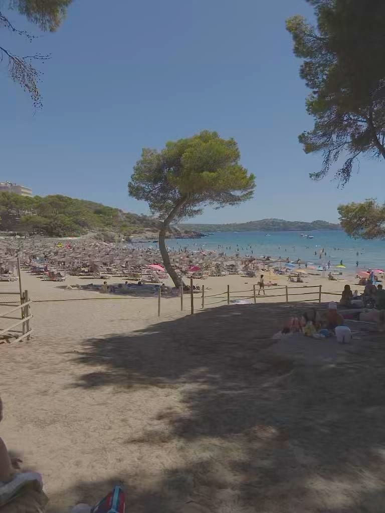La spiaggia di Peguera vista da sotto i pini: sabbia, file di lettini e ombrelloni, il mare turchese e la baia con le colline verdi sullo sfondo. Gior
